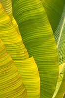 Dominican Republic [706137]