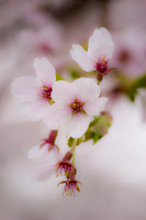 Bye-bye Sakura