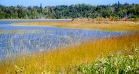 Wetland