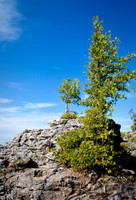 Trees on the Rocks