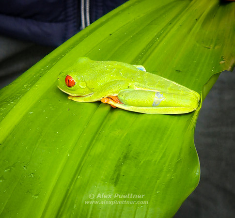 Costa Rica [20250107_151615]
