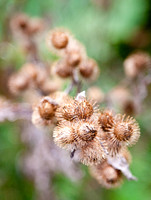 Fall Colors 3