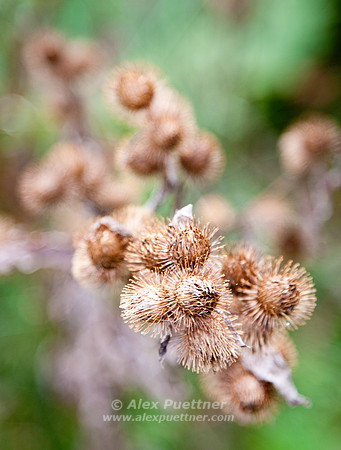 Fall Colors 3