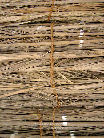 Palm Fronds