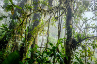 Costa Rica [801169]