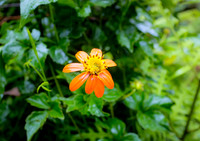 Costa Rica [801182]