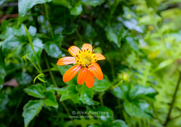 Costa Rica [801182]