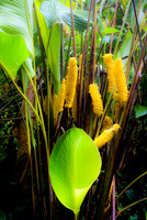Costa Rica [801183]