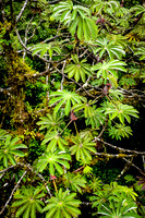 Costa Rica [801193]