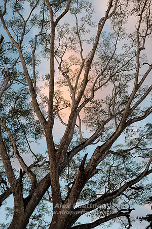 Costa Rica [801210]