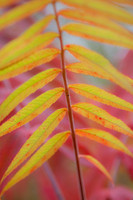 Fall Colors 2