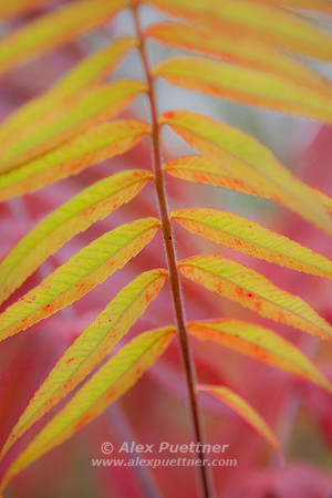 Fall Colors 2
