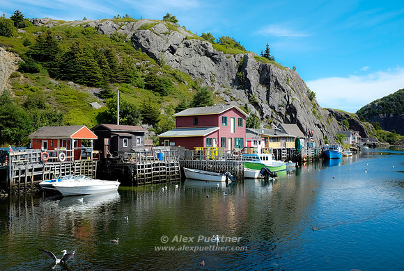 Newfoundland [IMG807103]
