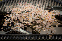 Sakura Tree