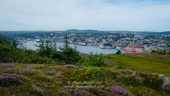 Newfoundland [IMG807065]