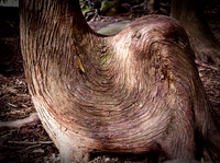 Tree Trunk
