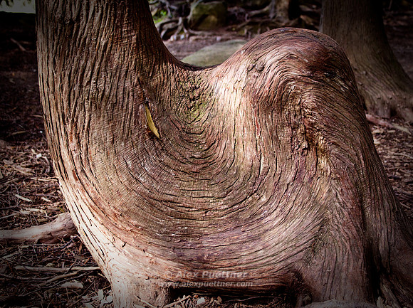 Tree Trunk
