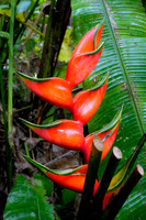 Costa Rica [IMG91022365]