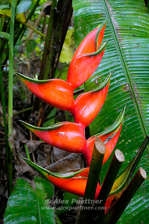 Costa Rica [IMG91022365]