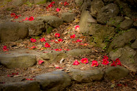Stairs and flowers