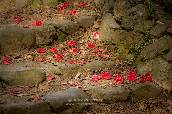 Stairs and flowers