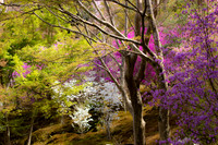 Garden of the Tenryu-ji Temple
