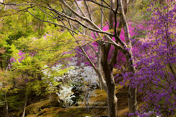 Garden of the Tenryu-ji Temple