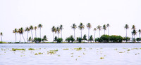 Palms