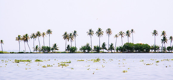 Palms