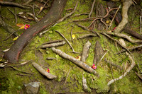 Roots at Honen-in Temple