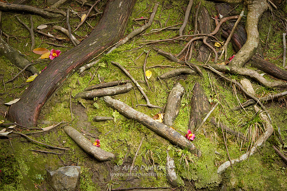 Roots at Honen-in Temple