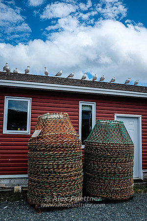 Newfoundland [IMG806938]
