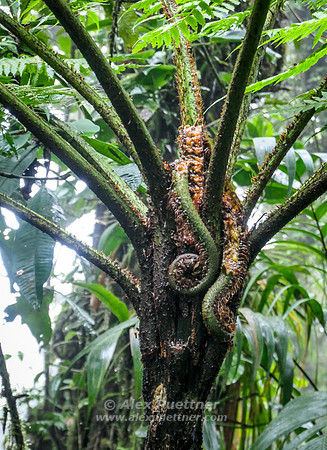 Costa Rica [IMG91012179]