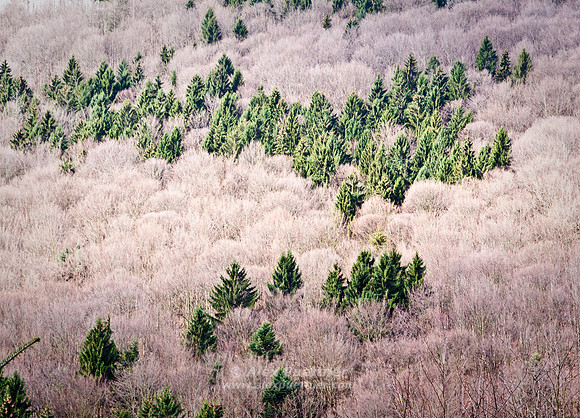 Forest 1