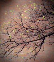 New Leaves
