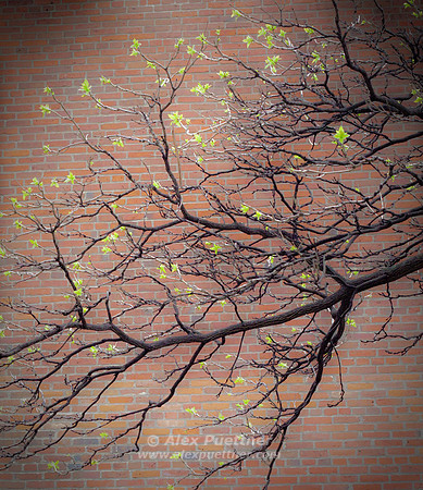 New Leaves