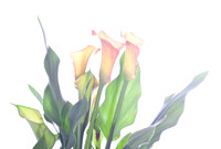 Calla Lily 5