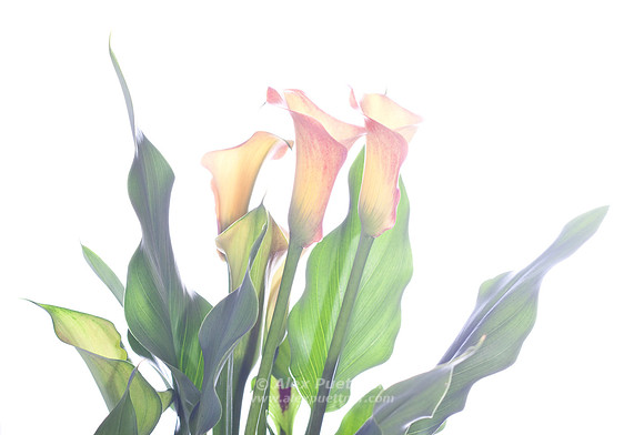 Calla Lily 5