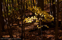 Yellow fall leaves