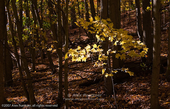 Yellow fall leaves