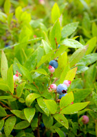 Newfoundland [IMG806620]