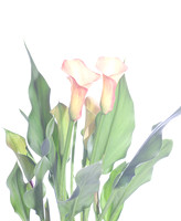 Calla Lily 3
