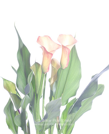 Calla Lily 3