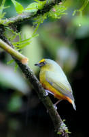 Costa Rica [IMG91022383]