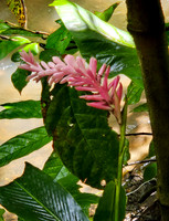 Costa Rica [20250107_103225]