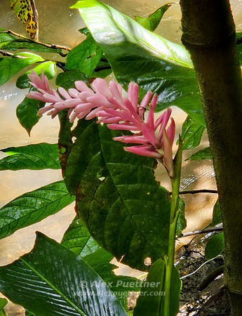 Costa Rica [20250107_103225]