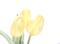 Yellow Tulip 2