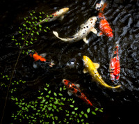 Japan 2011