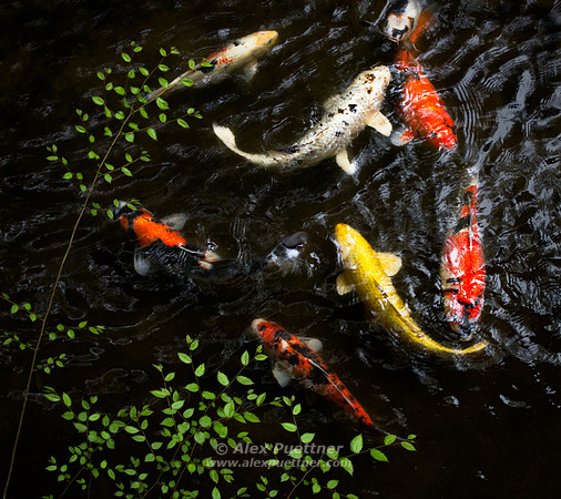 Japanese Koi