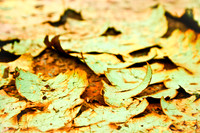 Peeling Paint